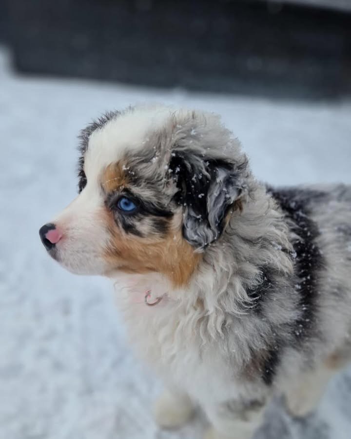 Jayden - Australian Shepherd Puppy